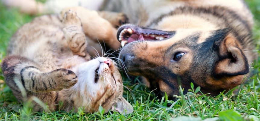 web marketing partners - ok, its a dog and a cat