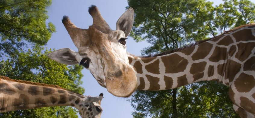 Single reticulated giraffe demonstrating a la carte SEO